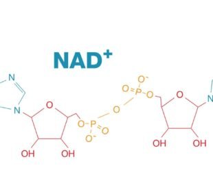 Nikotinamid Adenin Dinükleotit