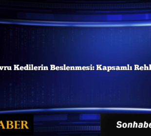 Yavru Kedilerin Beslenmesi: Kapsamlı Rehber