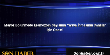 Mayoz Bölünmede Kromozom Sayısının Yarıya İnmesinin Canlılar İçin Önemi