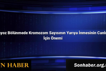 Mayoz Bölünmede Kromozom Sayısının Yarıya İnmesinin Canlılar İçin Önemi