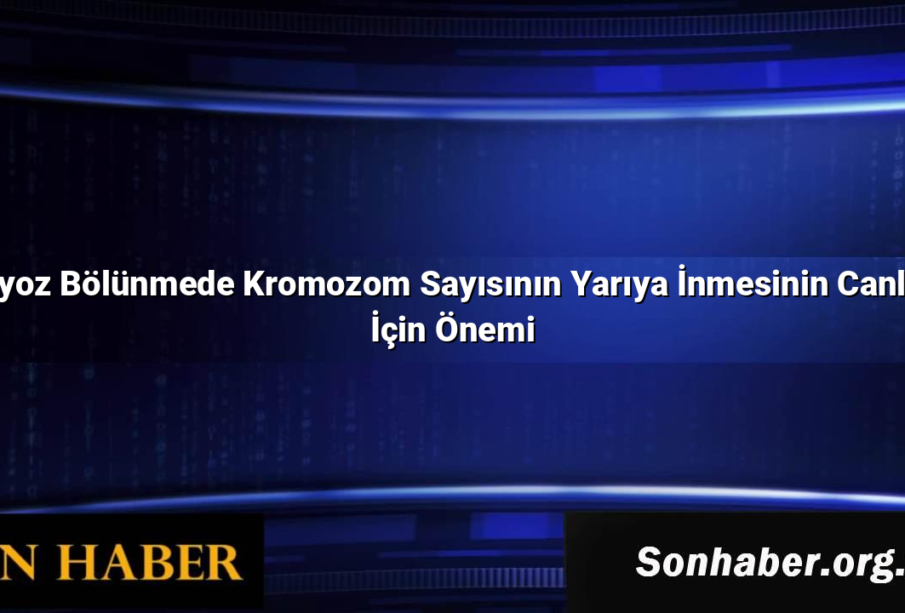 Mayoz Bölünmede Kromozom Sayısının Yarıya İnmesinin Canlılar İçin Önemi